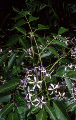 APII jpeg image of Melia azedarach  © contact APII