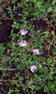 APII jpeg image of Thyridia repens  © contact APII