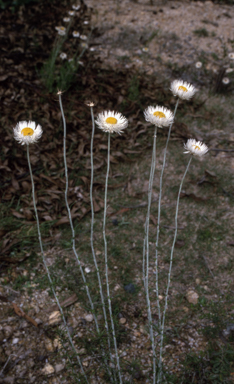 APII jpeg image of Chrysocephalum baxteri  © contact APII