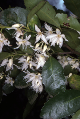 APII jpeg image of Doryphora sassafras  © contact APII