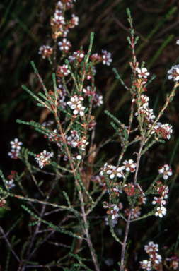APII jpeg image of Baeckea brevifolia  © contact APII