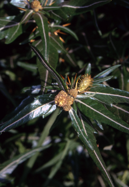 APII jpeg image of Xanthium spinosum  © contact APII