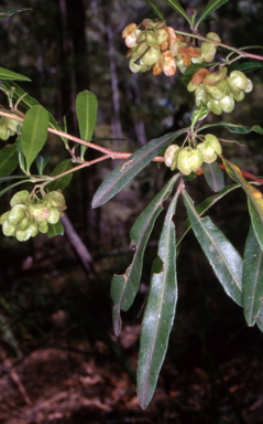 APII jpeg image of Dodonaea viscosa subsp. spatulata  © contact APII