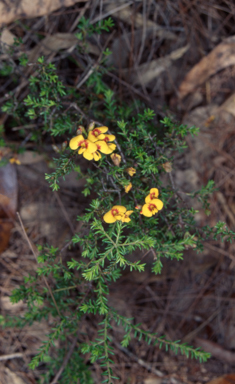 APII jpeg image of Dillwynia parvifolia  © contact APII