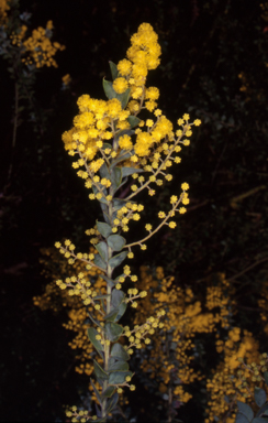 APII jpeg image of Acacia vestita  © contact APII