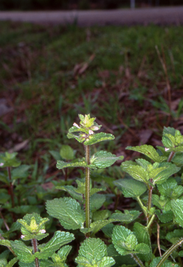 APII jpeg image of Stachys arvensis  © contact APII