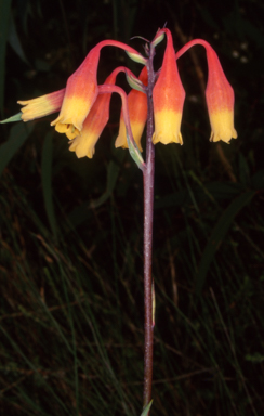 APII jpeg image of Blandfordia nobilis  © contact APII