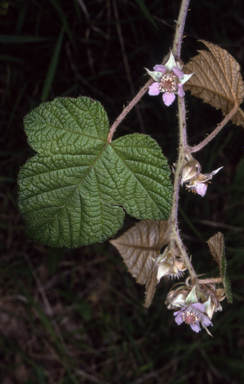 APII jpeg image of Rubus moluccanus var. trilobus  © contact APII