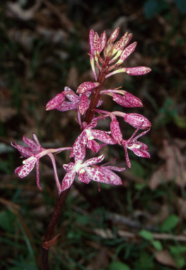 APII jpeg image of Dipodium punctatum  © contact APII