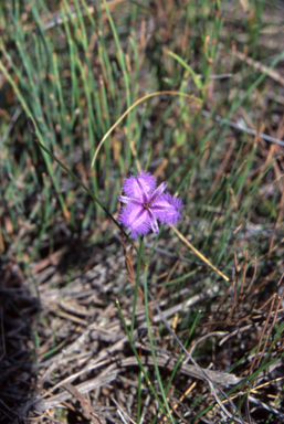 APII jpeg image of Thysanotus juncifolius  © contact APII