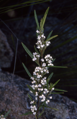 APII jpeg image of Logania albiflora  © contact APII