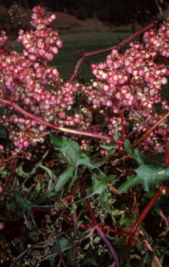 APII jpeg image of Rumex sagittatus  © contact APII