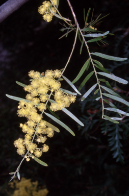 APII jpeg image of Acacia fimbriata  © contact APII