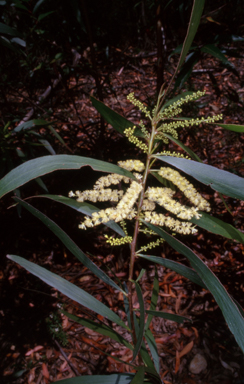 APII jpeg image of Acacia obtusifolia  © contact APII