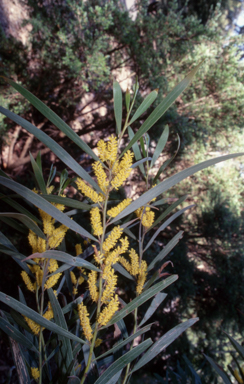 APII jpeg image of Acacia subtilinervis  © contact APII