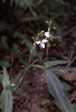 APII jpeg image of Aneilema acuminatum  © contact APII