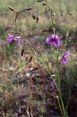 APII jpeg image of Arthropodium fimbriatum  © contact APII