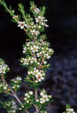 APII jpeg image of Baeckea latifolia  © contact APII