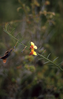 APII jpeg image of Bossiaea heterophylla  © contact APII