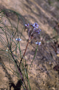 APII jpeg image of Conospermum tenuifolium  © contact APII