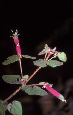 APII jpeg image of Correa reflexa var. speciosa  © contact APII