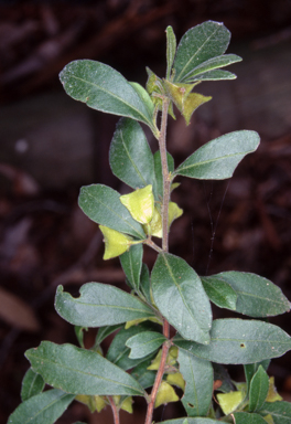 APII jpeg image of Dodonaea triangularis  © contact APII