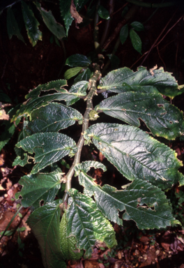 APII jpeg image of Elatostema reticulatum  © contact APII