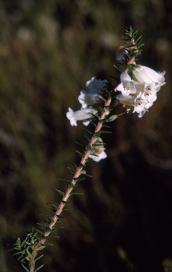 APII jpeg image of Epacris impressa  © contact APII