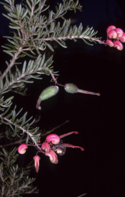 APII jpeg image of Grevillea lanigera  © contact APII
