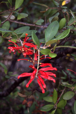APII jpeg image of Grevillea parvula  © contact APII