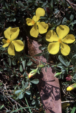 APII jpeg image of Hibbertia obtusifolia  © contact APII