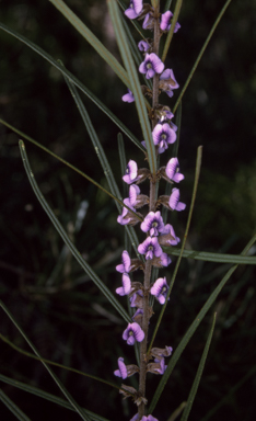 APII jpeg image of Hovea linearis  © contact APII