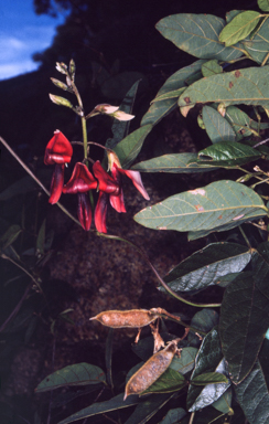 APII jpeg image of Kennedia rubicunda  © contact APII