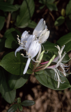 APII jpeg image of Lonicera japonica  © contact APII