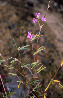APII jpeg image of Mirbelia rubiifolia  © contact APII
