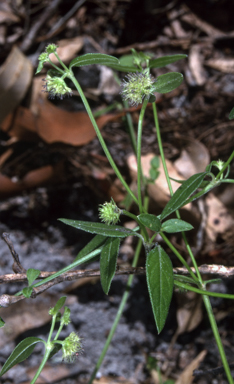 APII jpeg image of Opercularia aspera  © contact APII