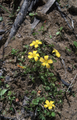 APII jpeg image of Oxalis corniculata  © contact APII