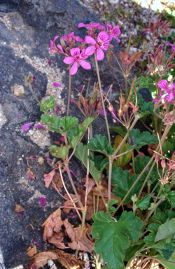APII jpeg image of Pelargonium rodneyanum  © contact APII