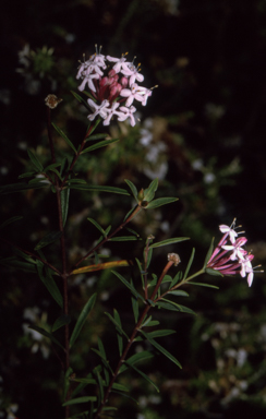 APII jpeg image of Pimelea linifolia subsp. collina  © contact APII