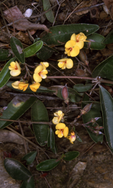 APII jpeg image of Podolobium scandens  © contact APII