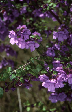 APII jpeg image of Prostanthera incisa  © contact APII