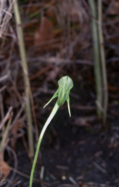 APII jpeg image of Pterostylis nutans  © contact APII