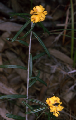 APII jpeg image of Pultenaea rosmarinifolia  © contact APII