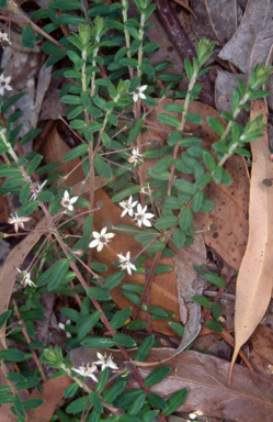 APII jpeg image of Rhytidosporum prostratum  © contact APII