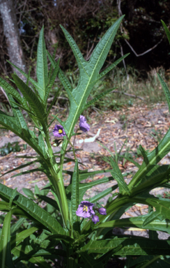 APII jpeg image of Solanum aviculare  © contact APII
