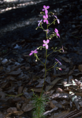 APII jpeg image of Stylidium laricifolium  © contact APII