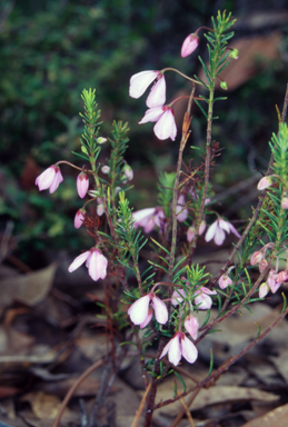APII jpeg image of Tetratheca rubioides  © contact APII