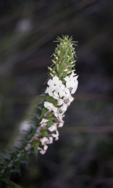 APII jpeg image of Woollsia pungens  © contact APII