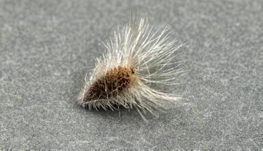 APII jpeg image of Isopogon scabriusculus subsp. scabriusculus  © contact APII