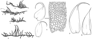 APII jpeg image of Hypnum cupressiforme var. cupressiforme  © contact APII